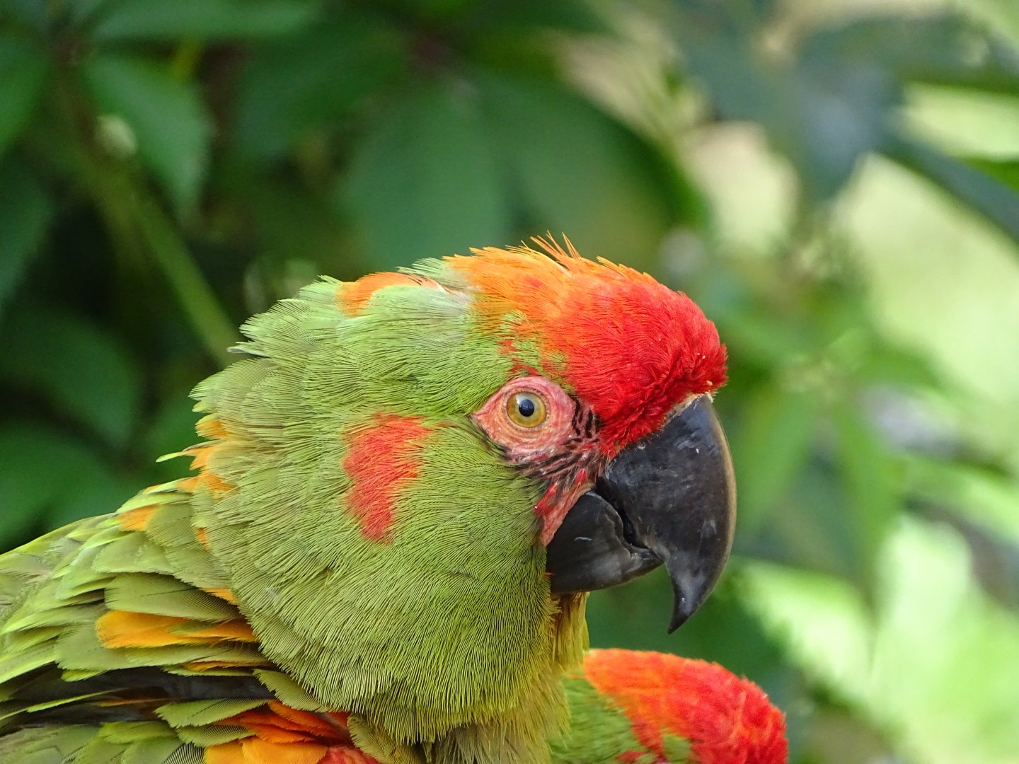 red-fronted macaw (Ara rubrogenys)