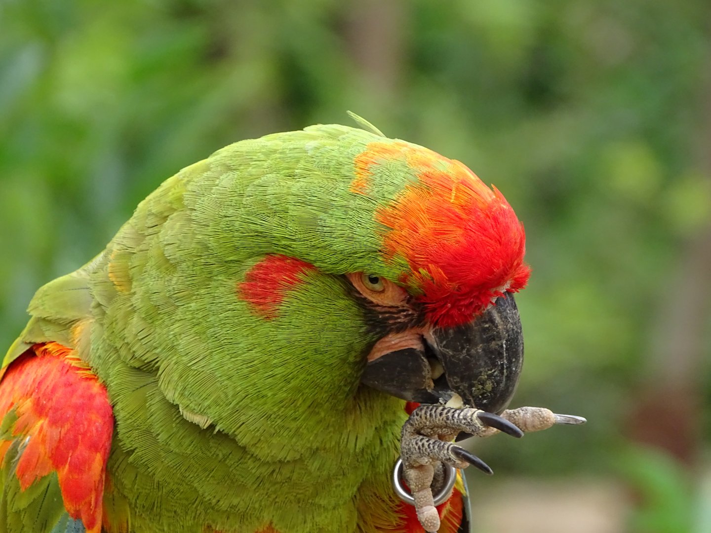 Red-fronted macaw (Ara rubrogenys)