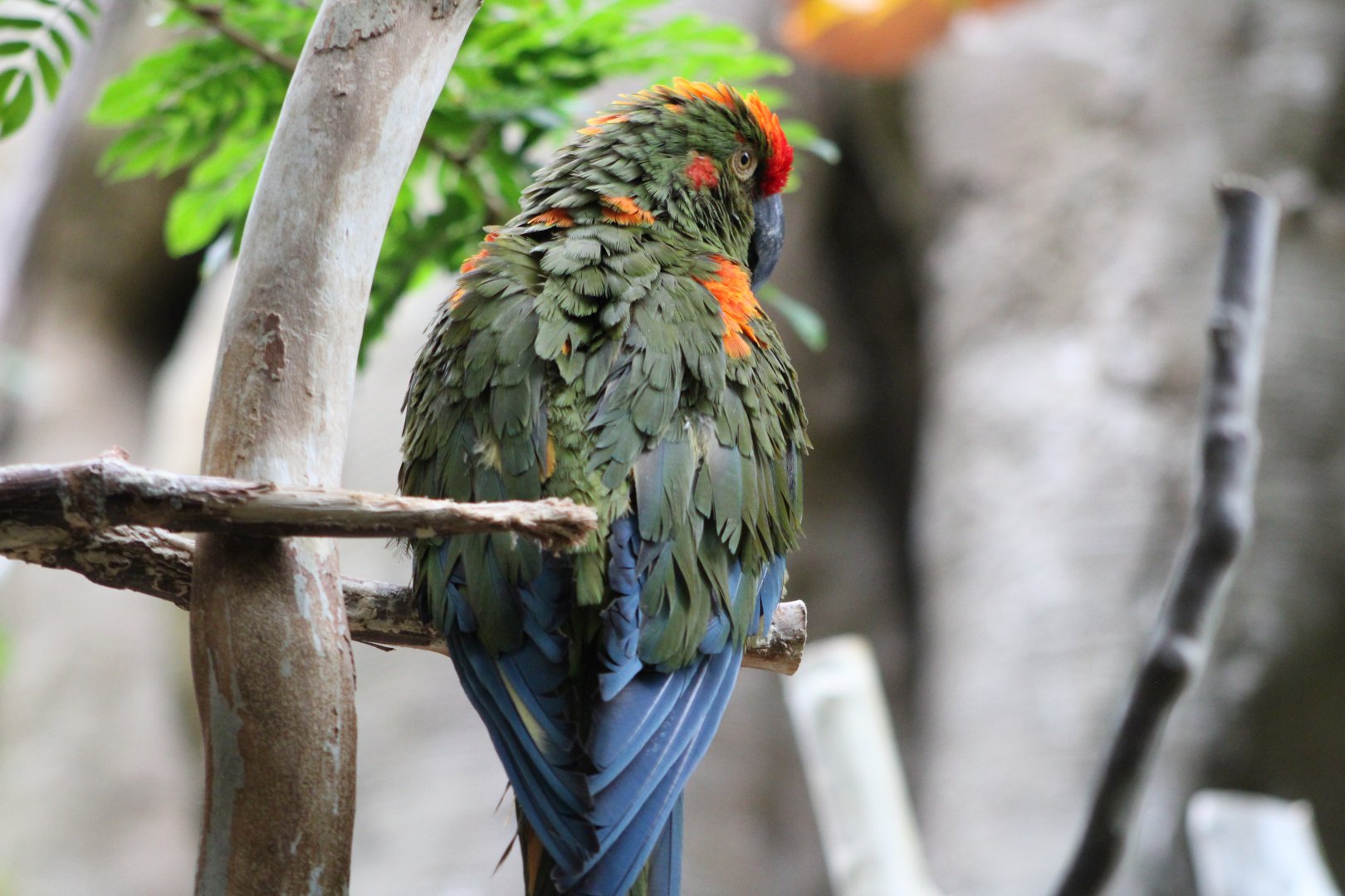 Red-Fronted Macaw (Ara rubrogenys)