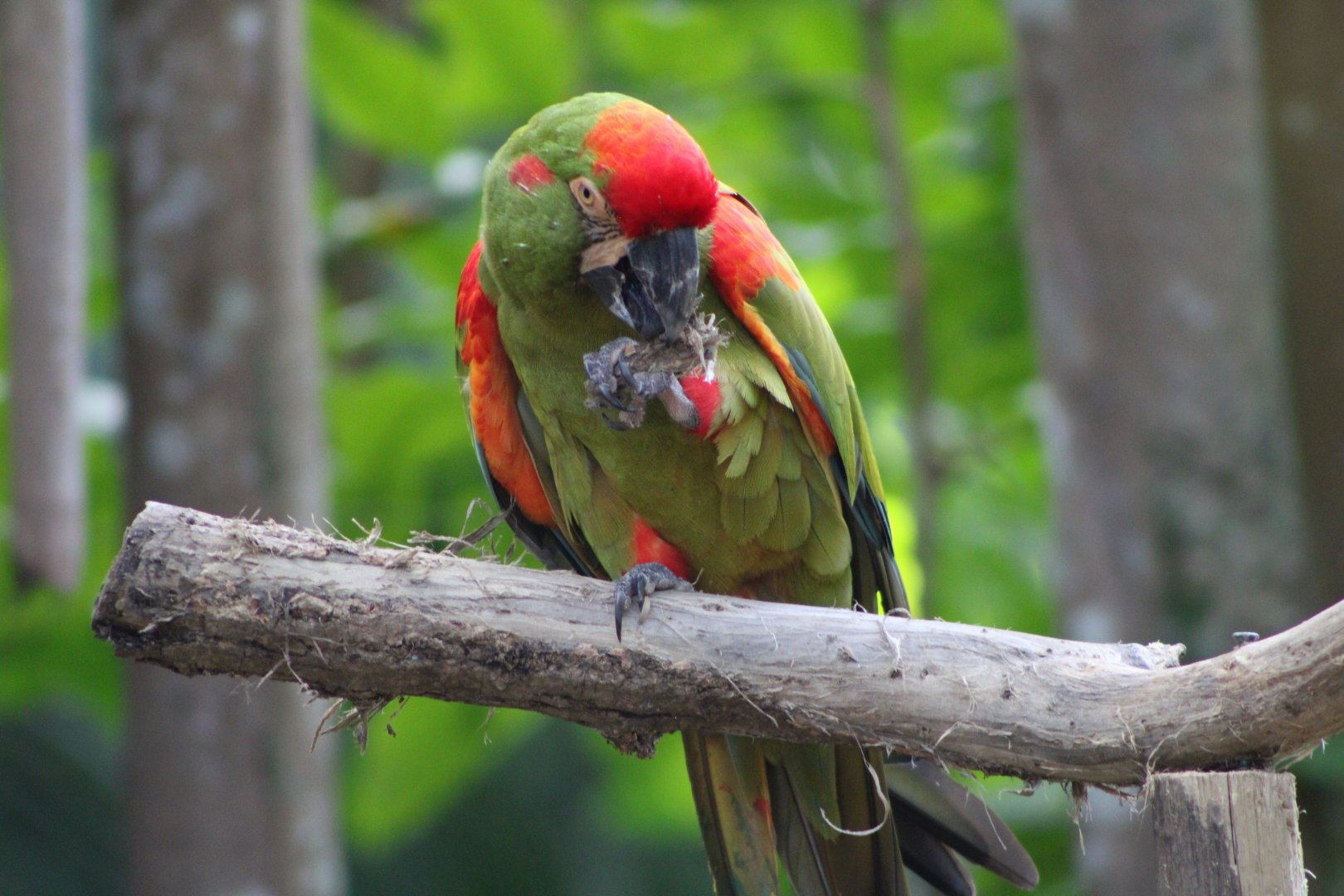 Red-Fronted Macaw (Ara rubrogenys)