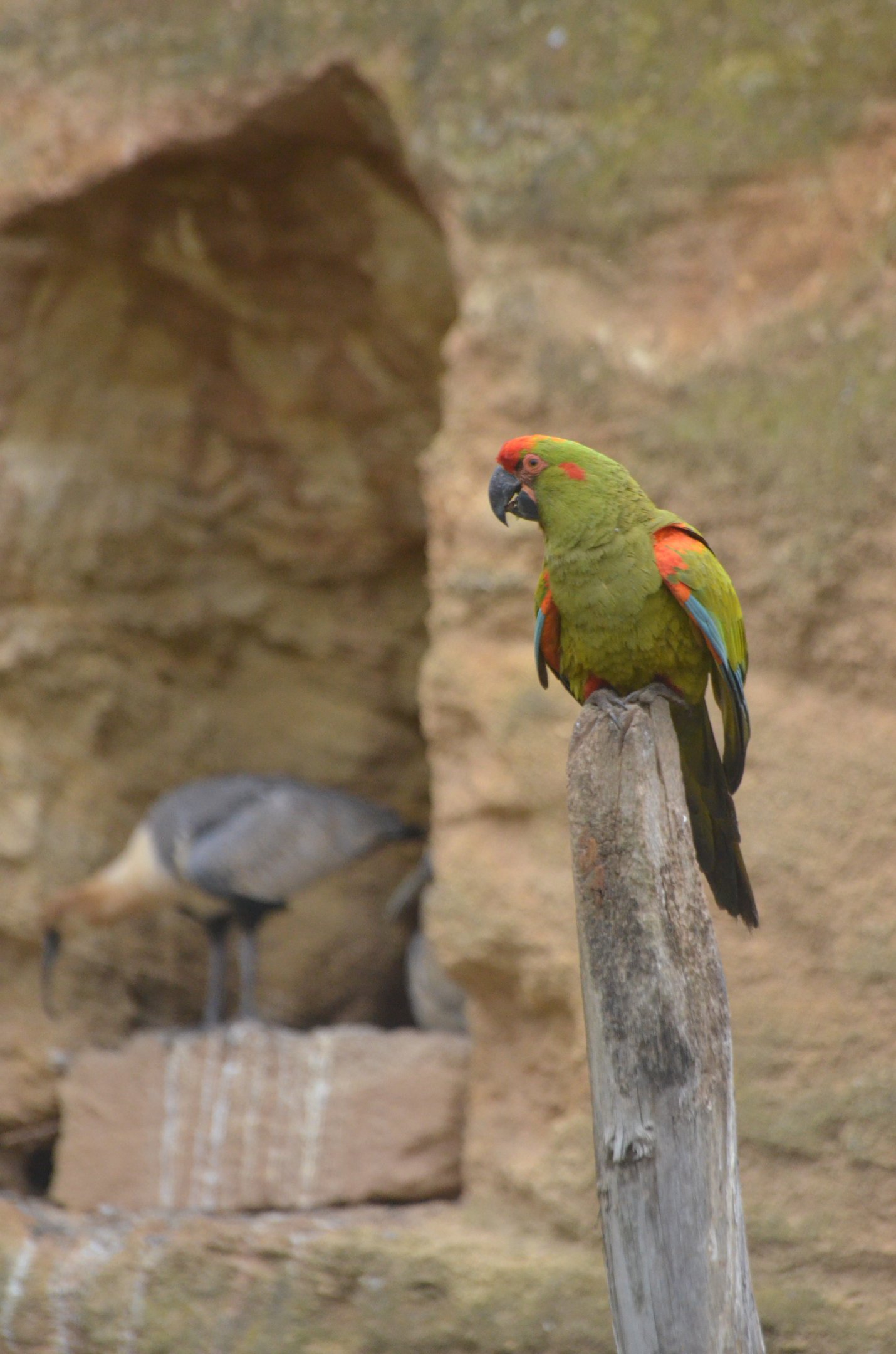 Red-fronted Macaw at Doué-la-Fontaine, 15/06/18