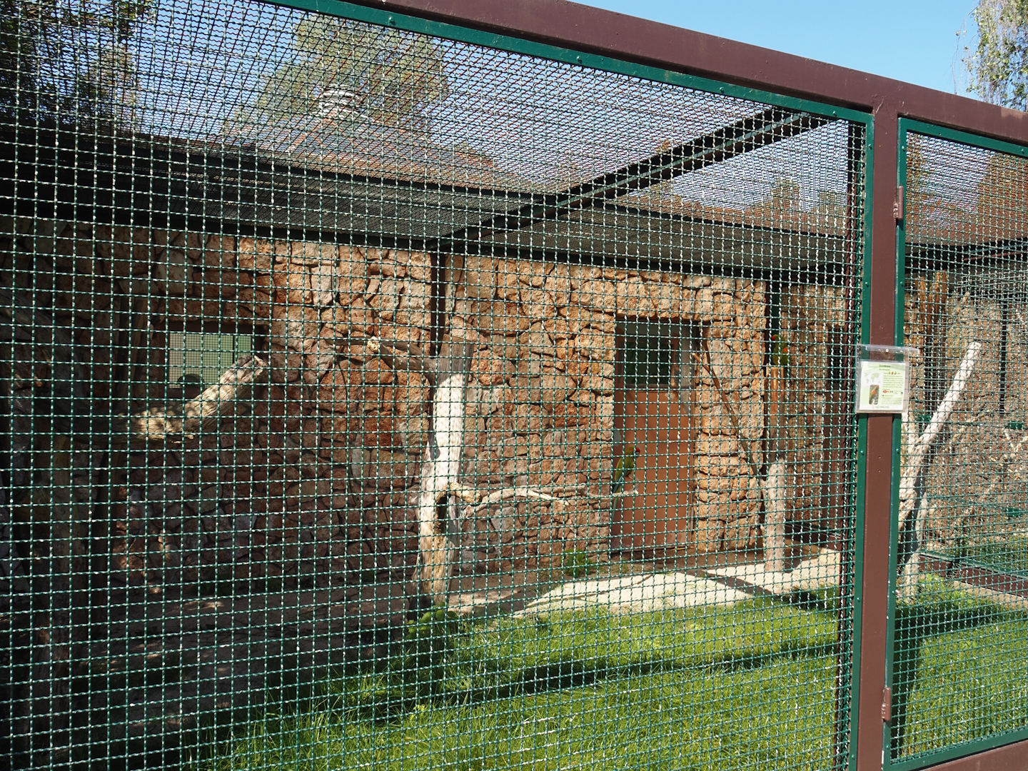 Red-fronted macaw aviary, 2024-05-23