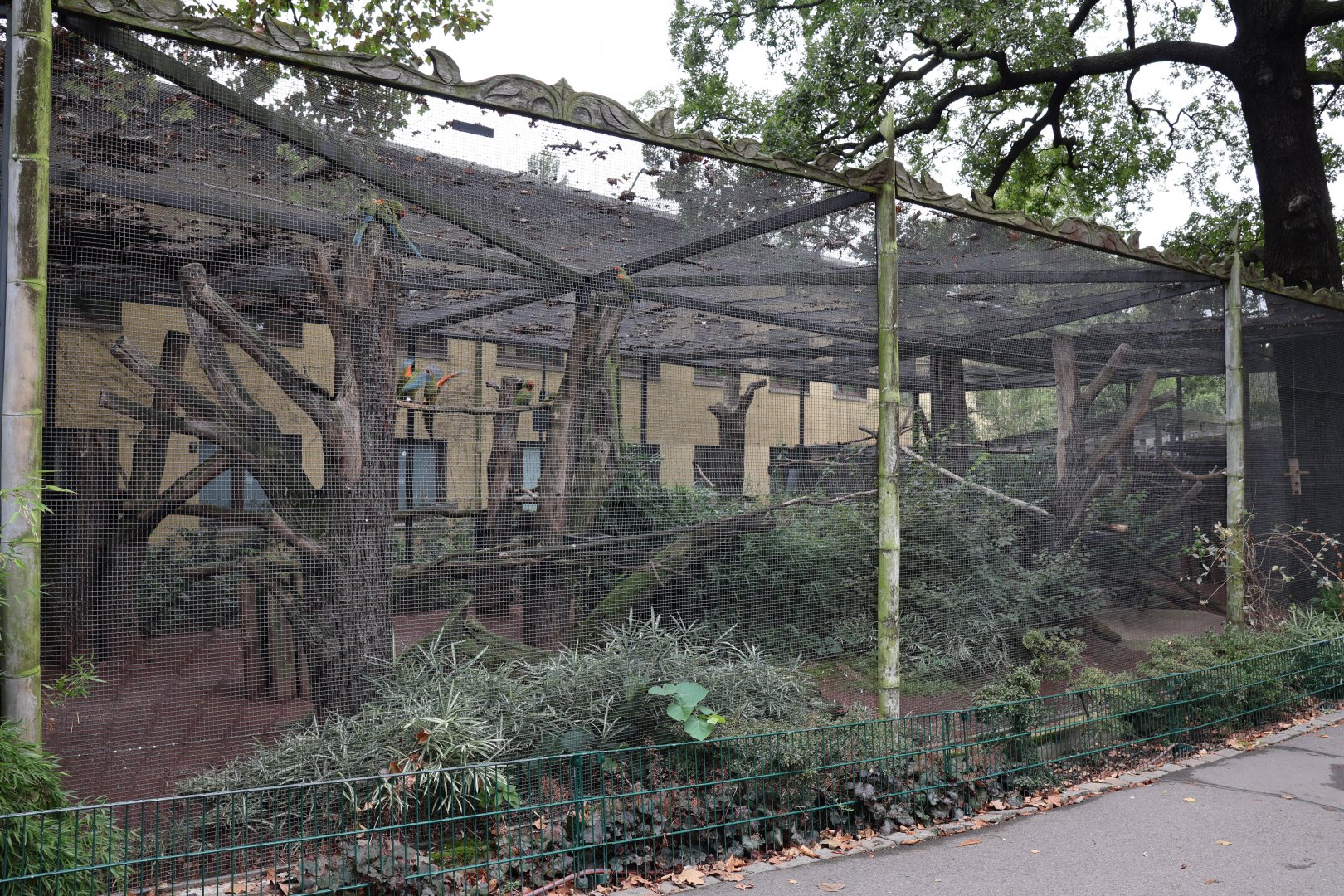 Red-fronted macaw aviary