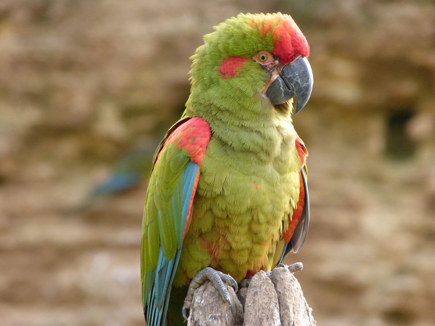 Red-fronted macaw -Bioparc de Doué la Fontaine (2025)
