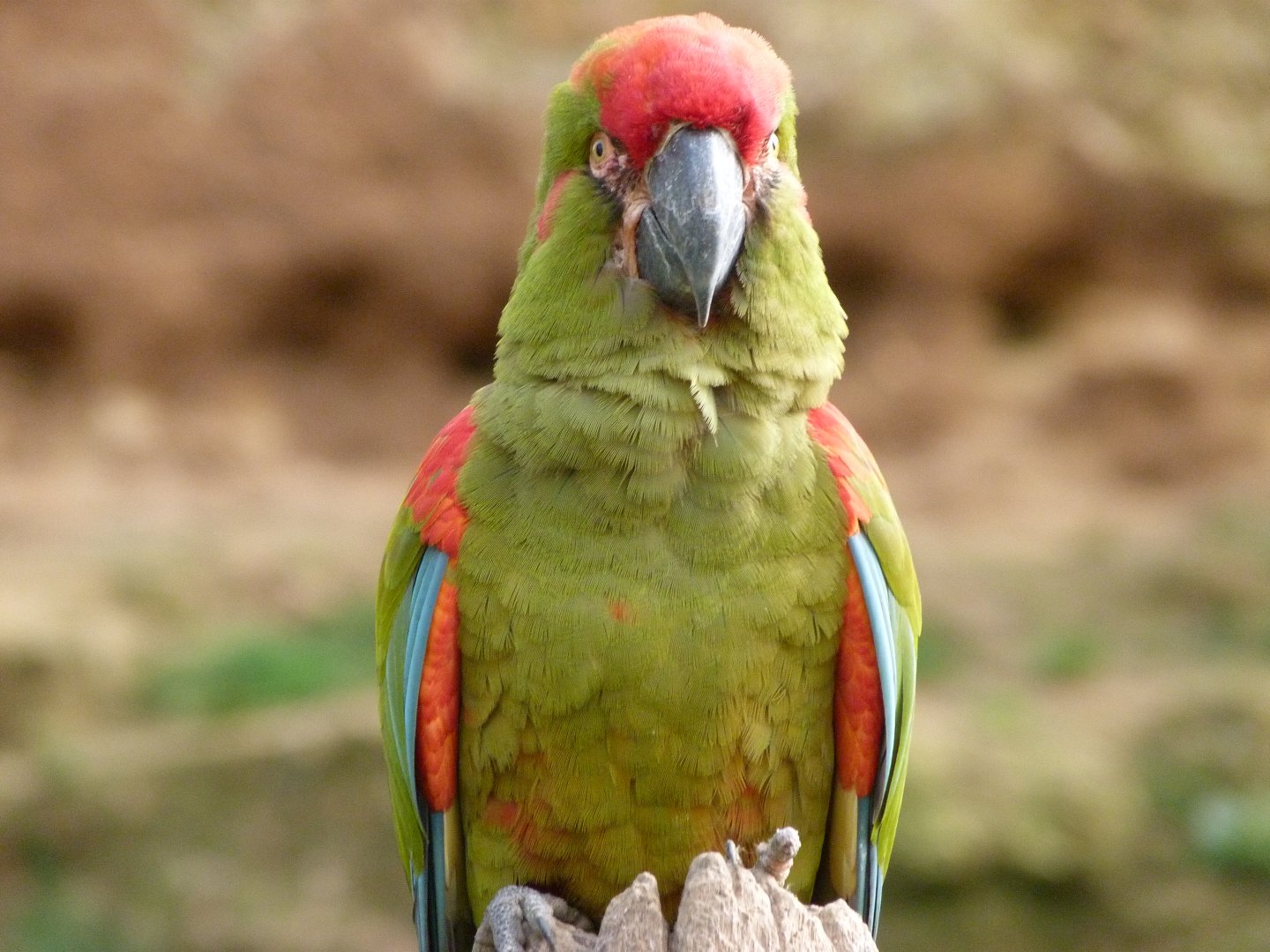 Red-fronted macaw -Bioparc de Doué la Fontaine (2025)