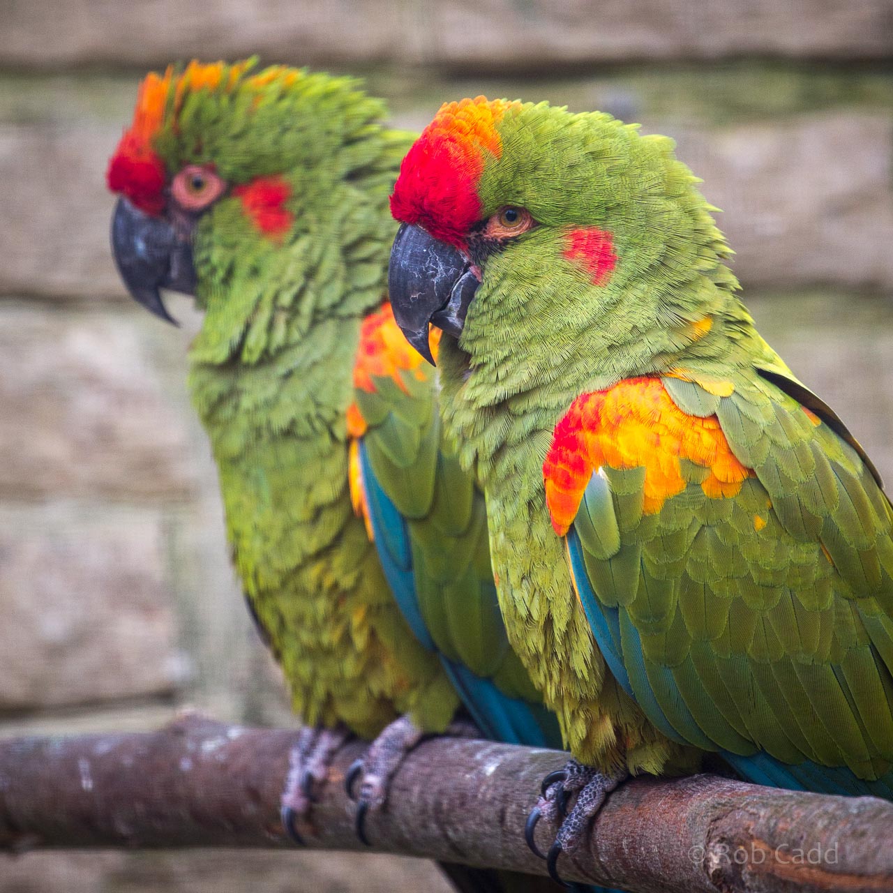 Red-fronted macaw : Birdland : 19 Apr 2015