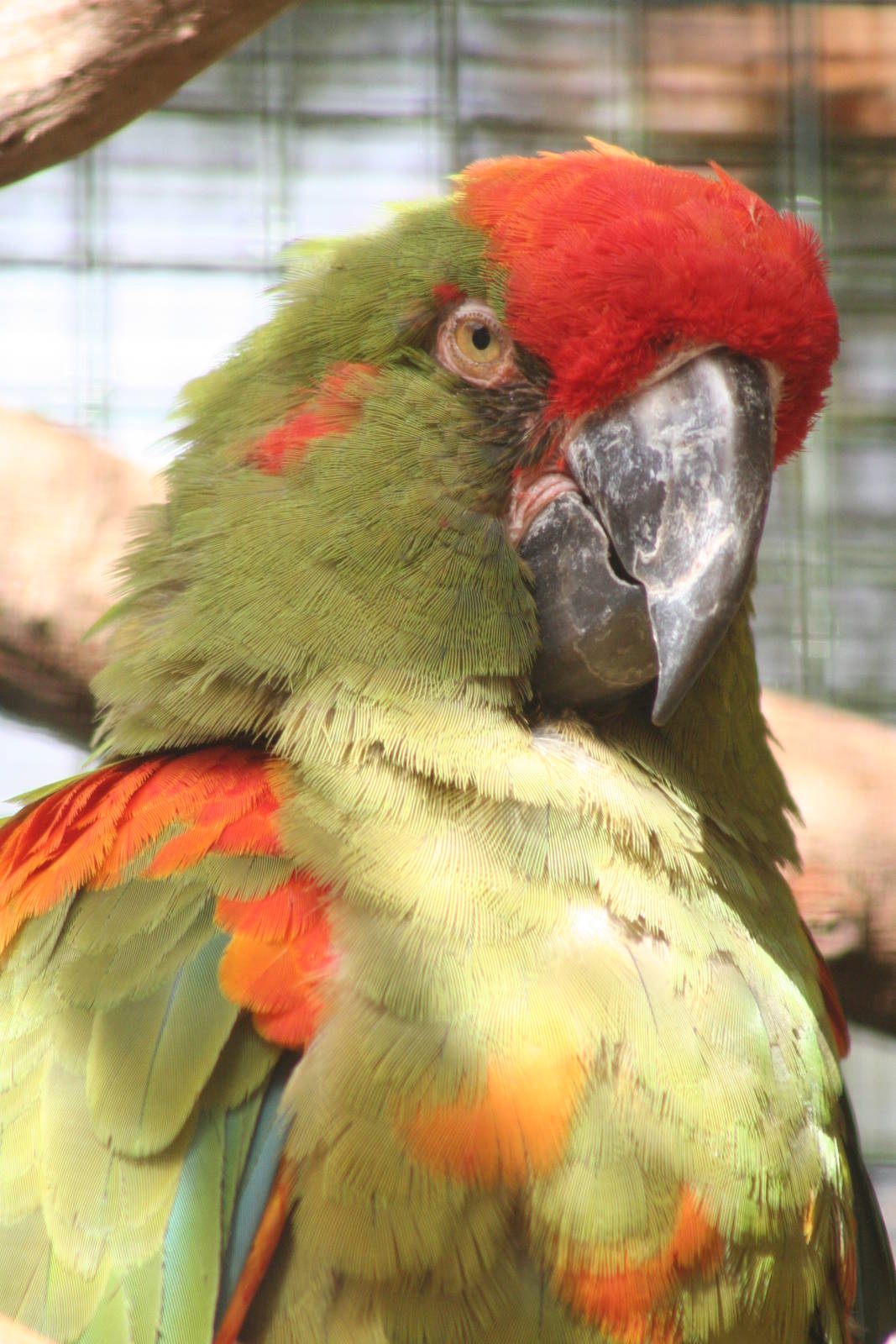 Red-Fronted Macaw @ Edinburgh; 17.10.2014