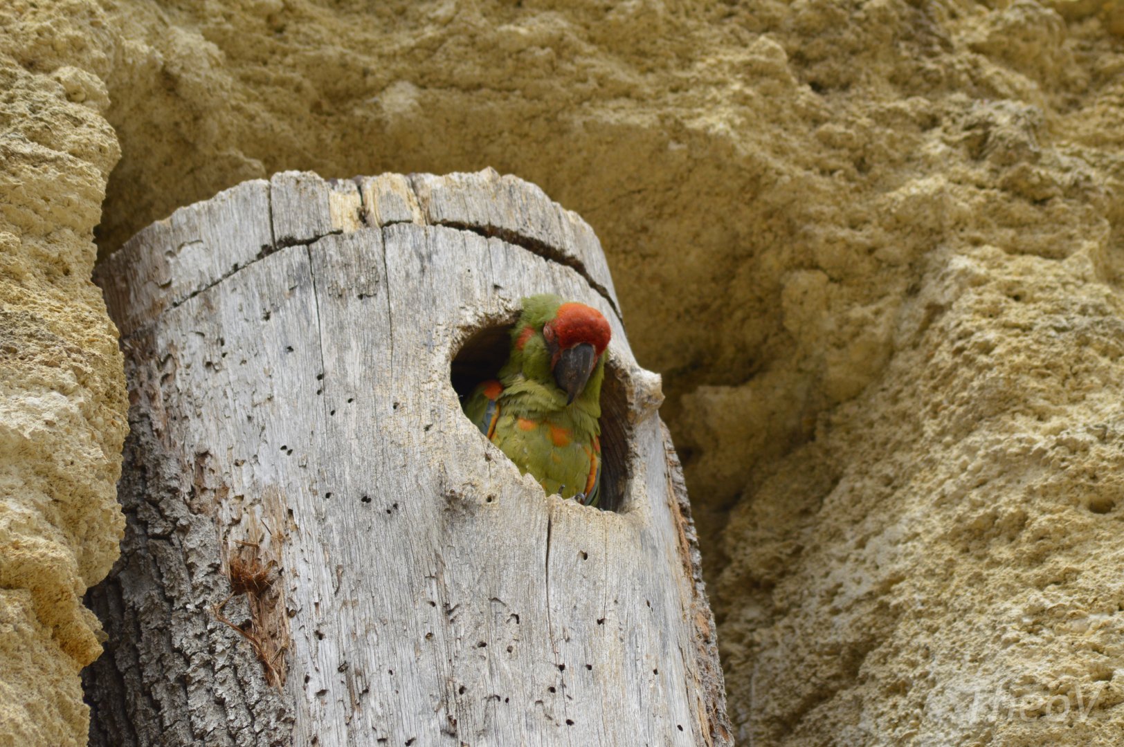 Red-fronted macaw - Grande volière sud-américaine [2020]