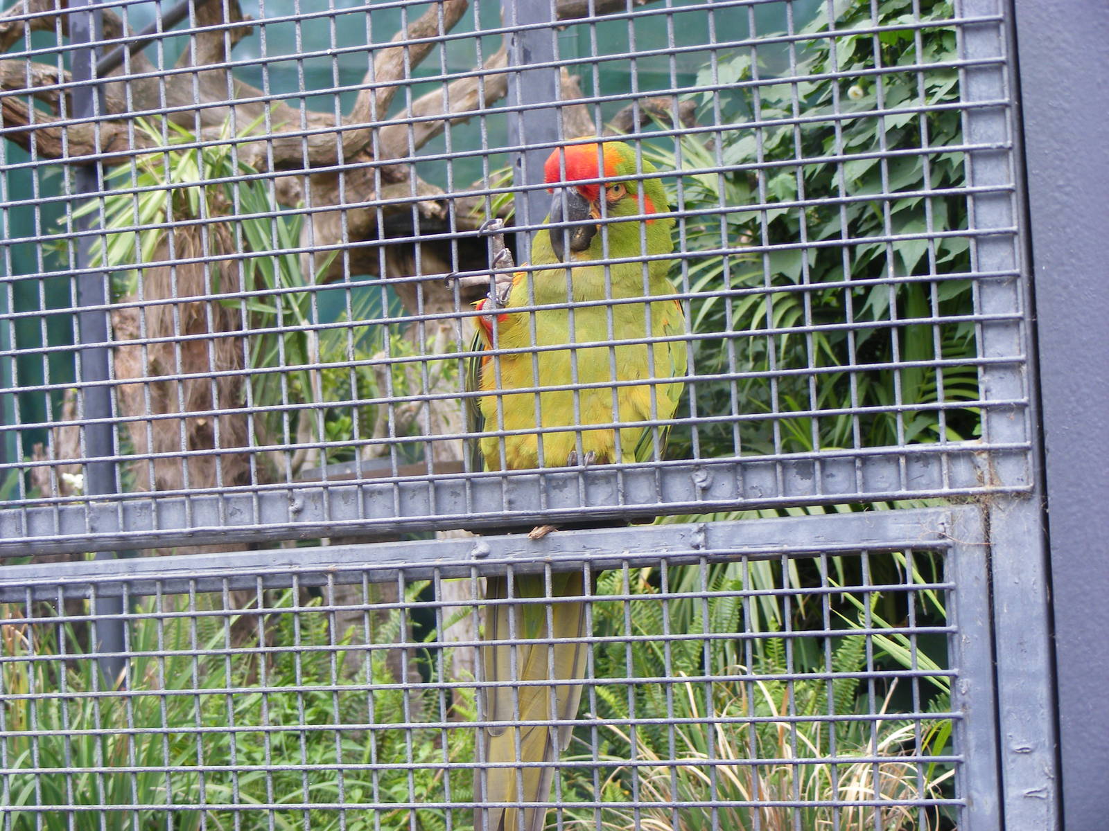 Red-fronted Macaw - January, 2010