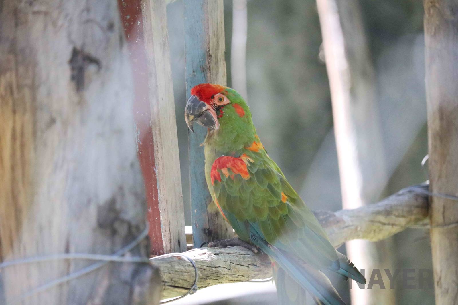 Red-fronted macaw, March 2016