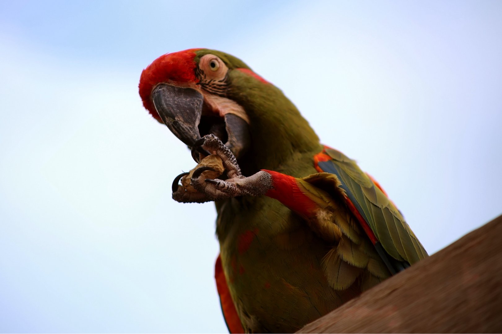 Red-fronted Macaw, May 2018