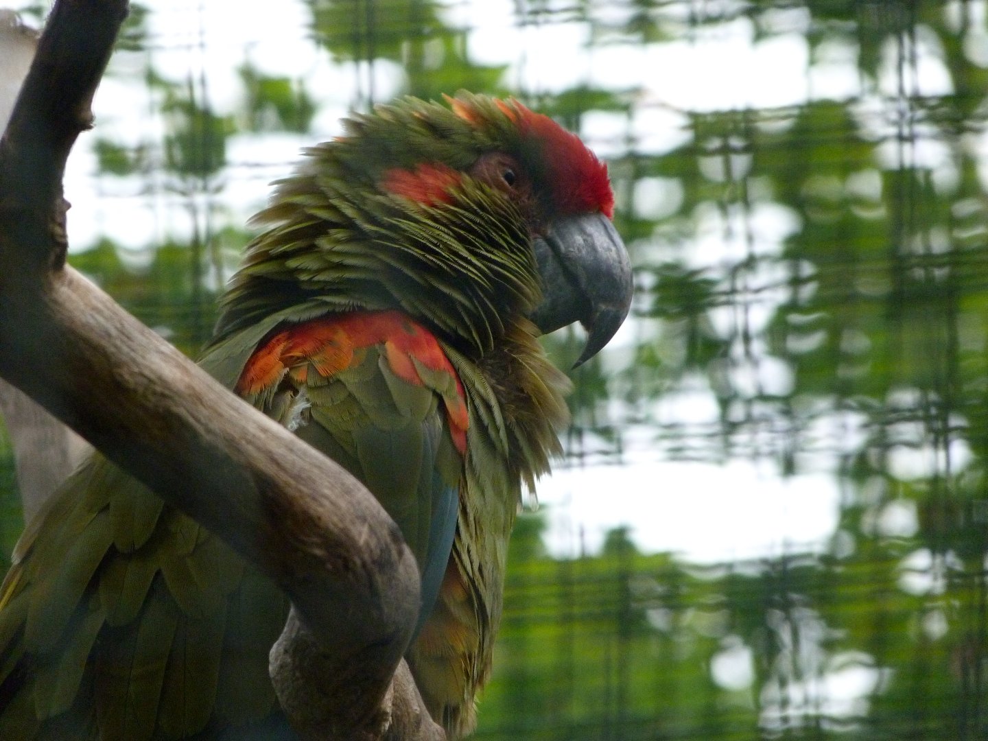 Red-fronted macaw -Tierpark Berlin (2024)