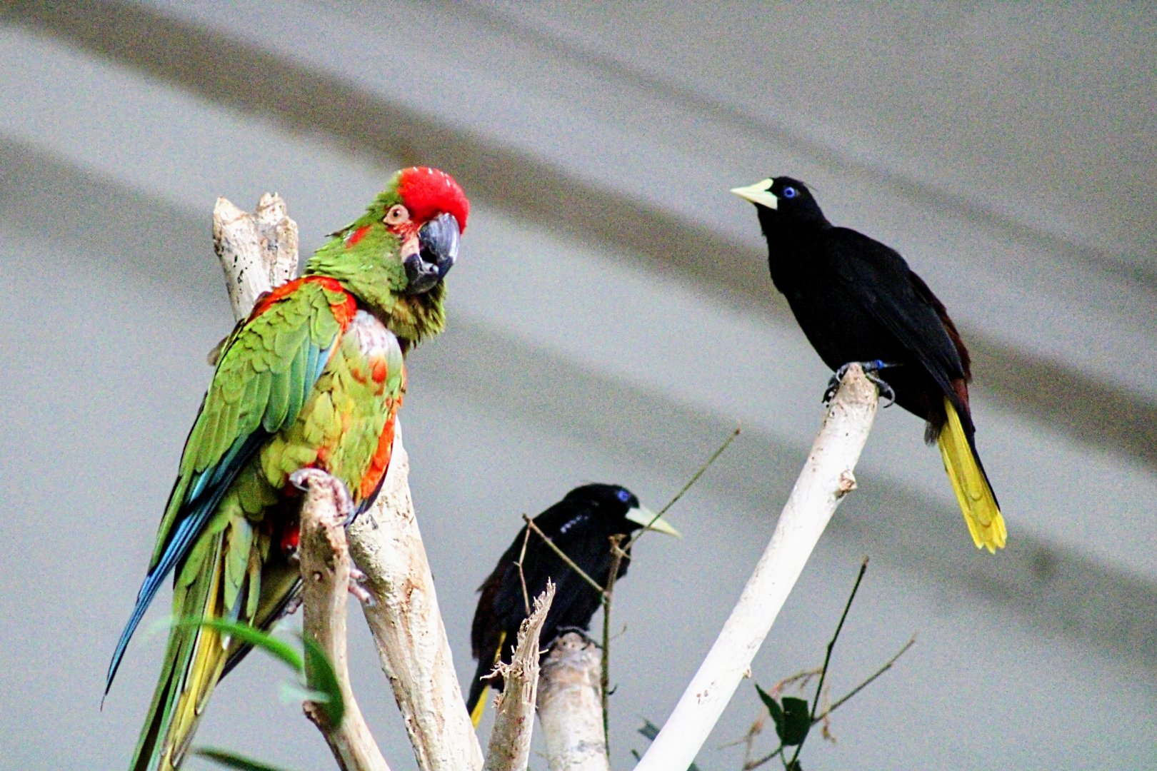 Red-fronted Macaw with Crested Oropendolas (08/24/2022)