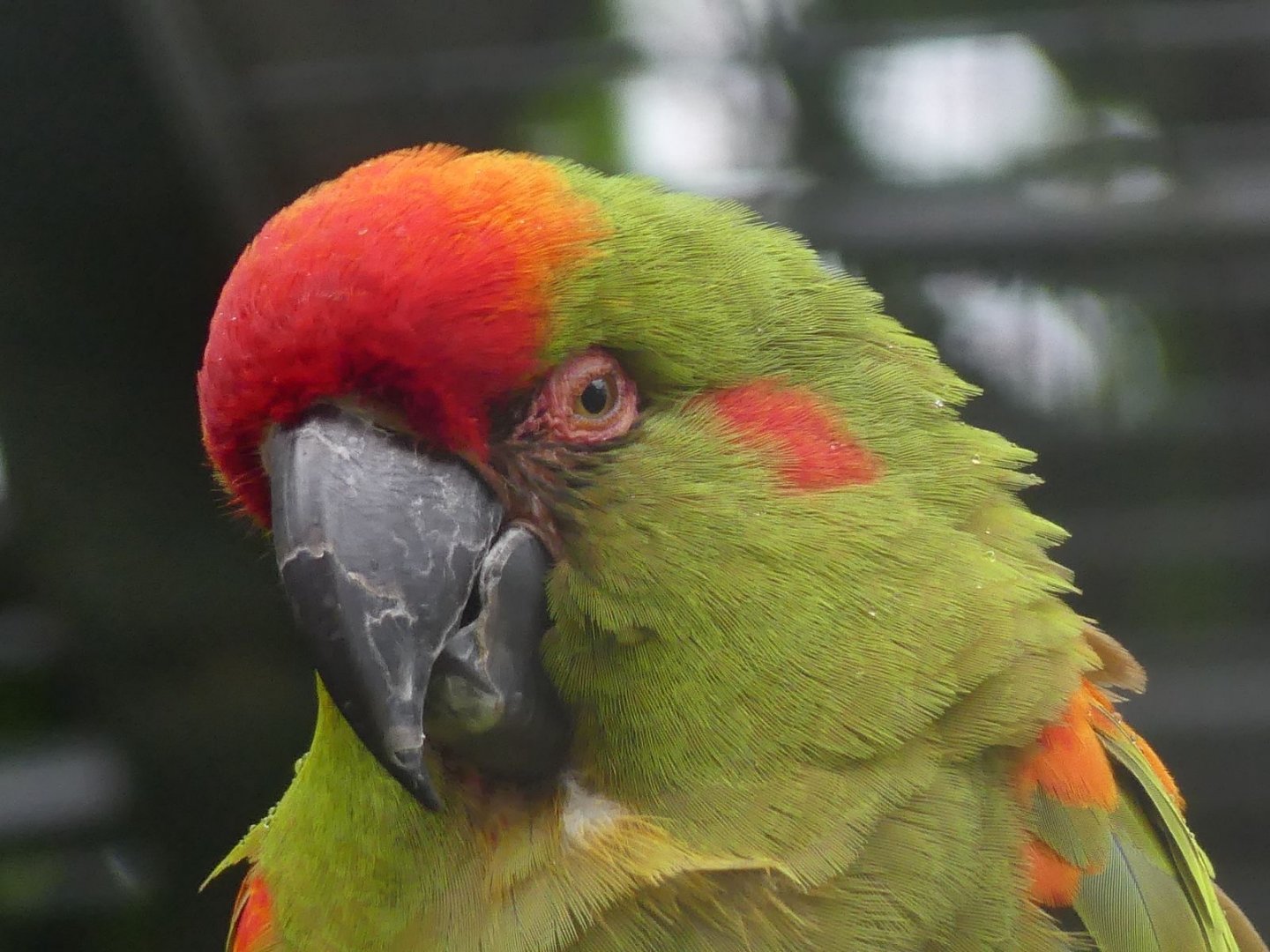 Red Fronted Macaw - Zoo København - 26.05.25