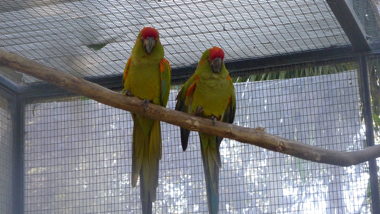 Red fronted Macaw