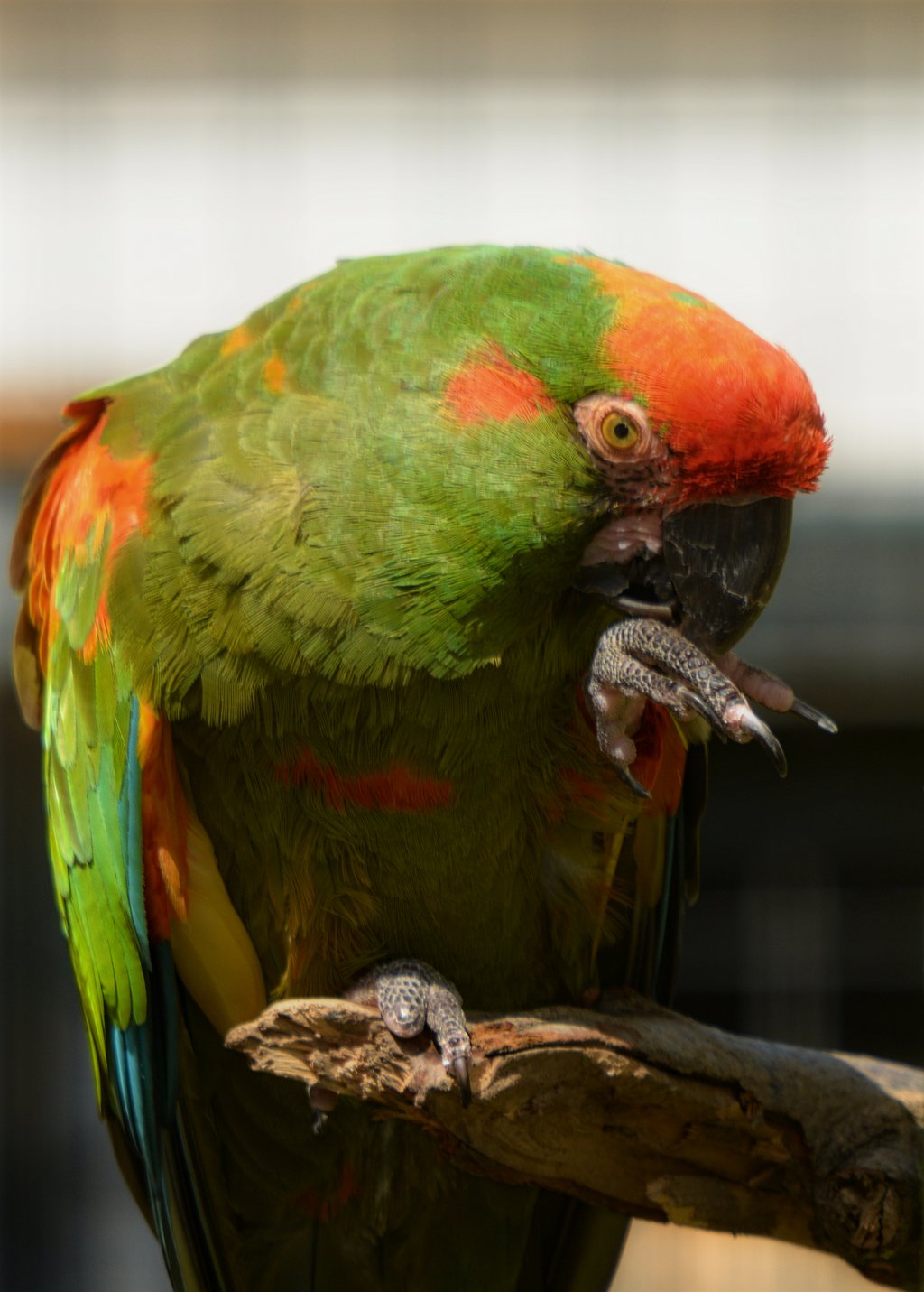 red-fronted macaw