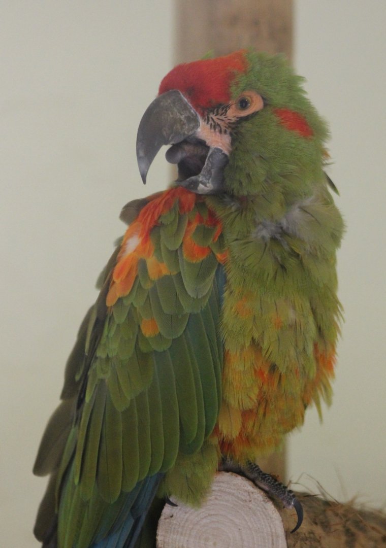 Red-fronted macaw