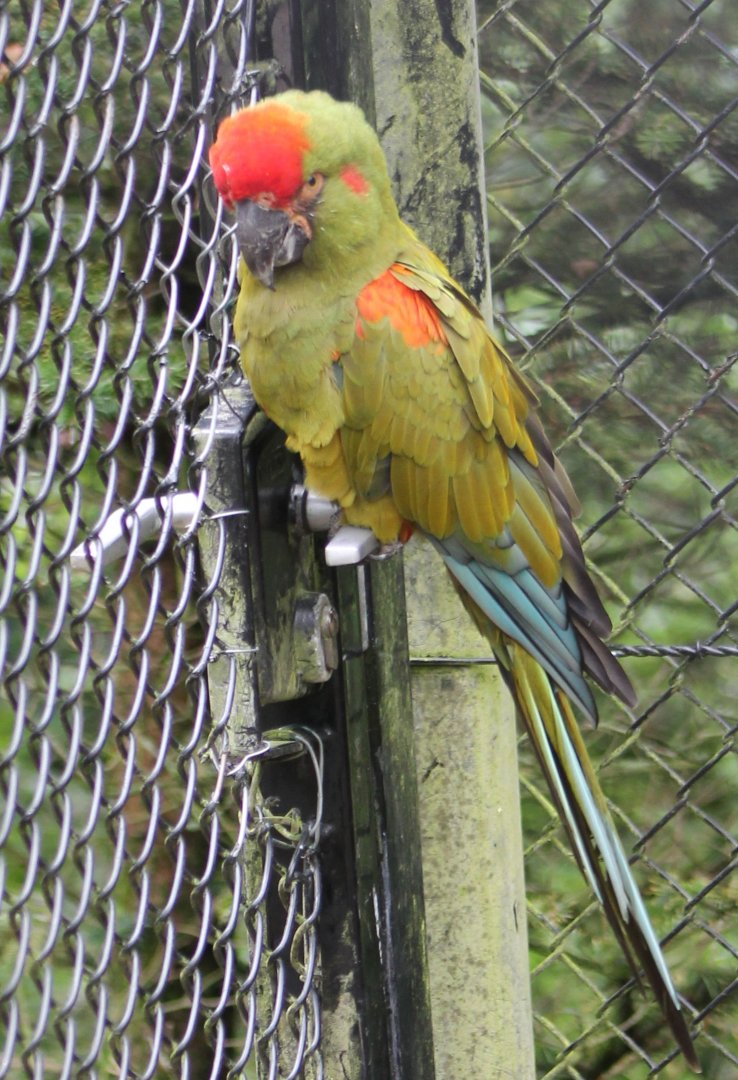 Red-fronted macaw
