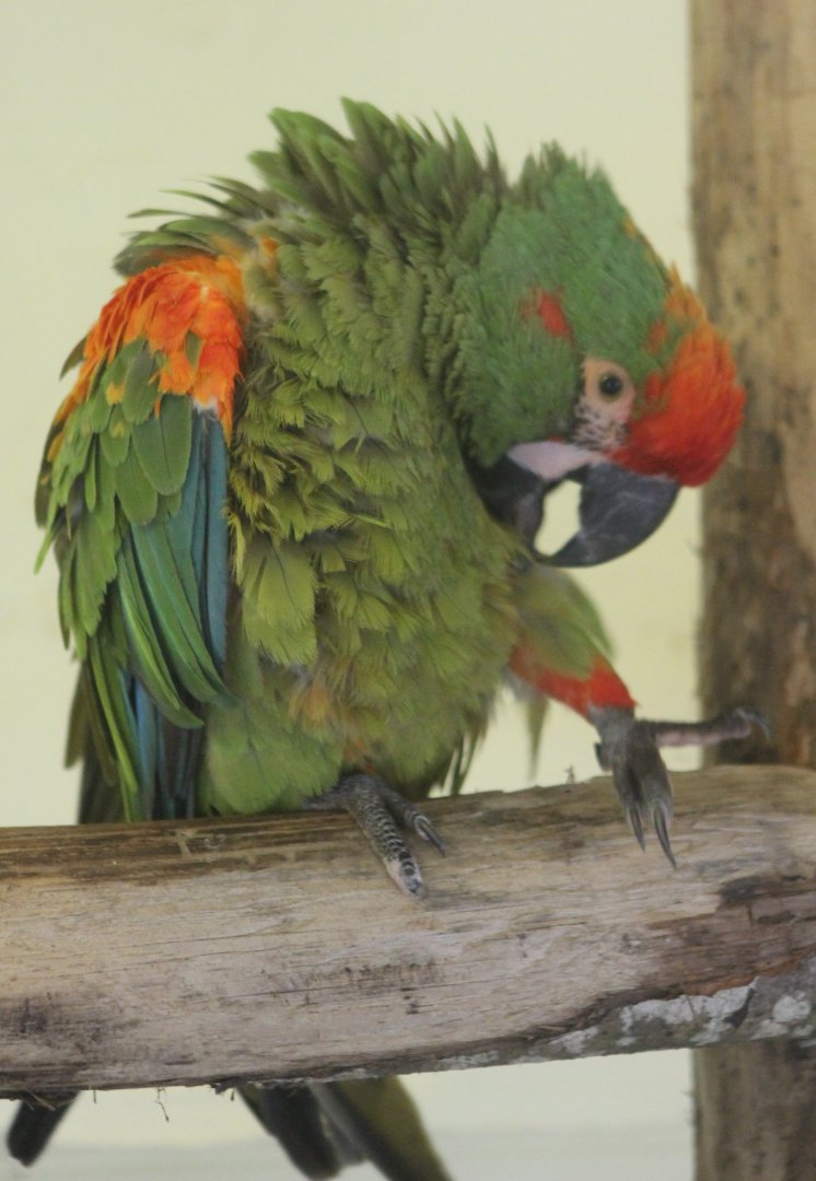 Red-fronted macaw