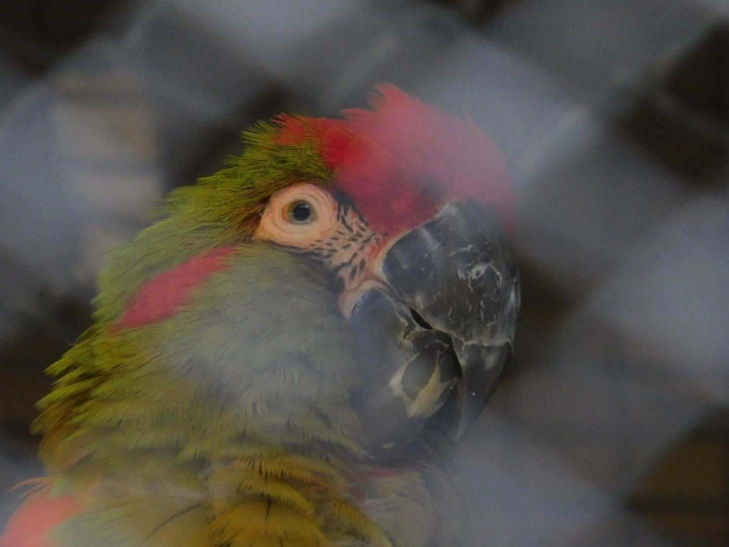 Red Fronted Macaw