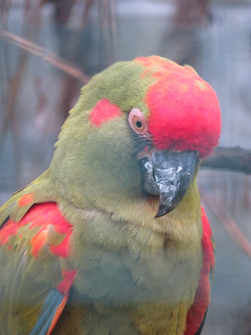 Red fronted macaw