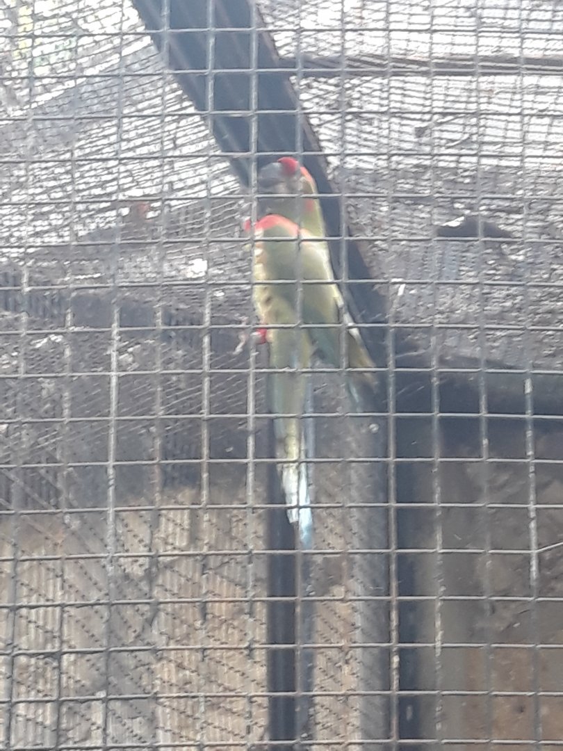 Red-fronted Macaw