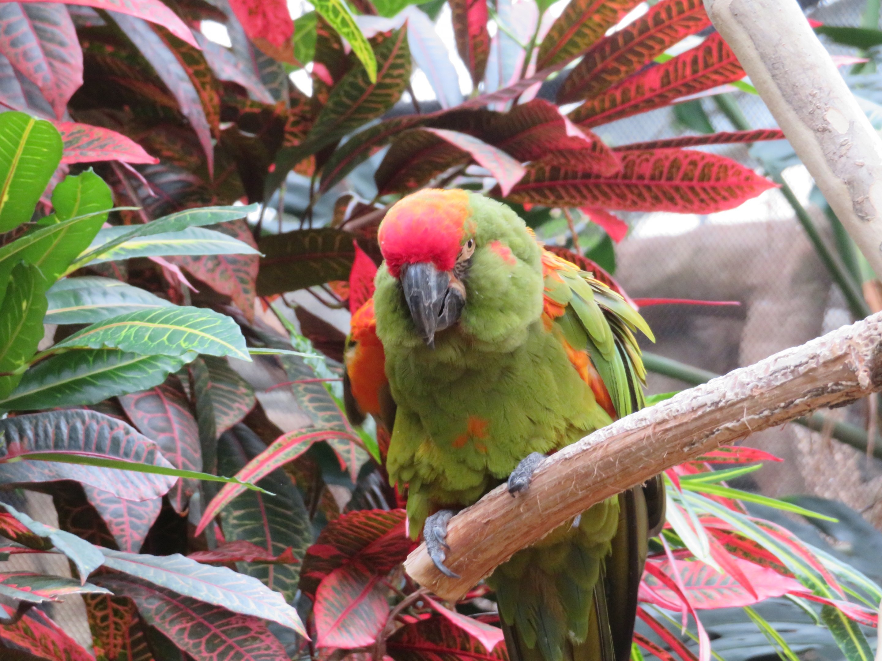 Red-fronted Macaw