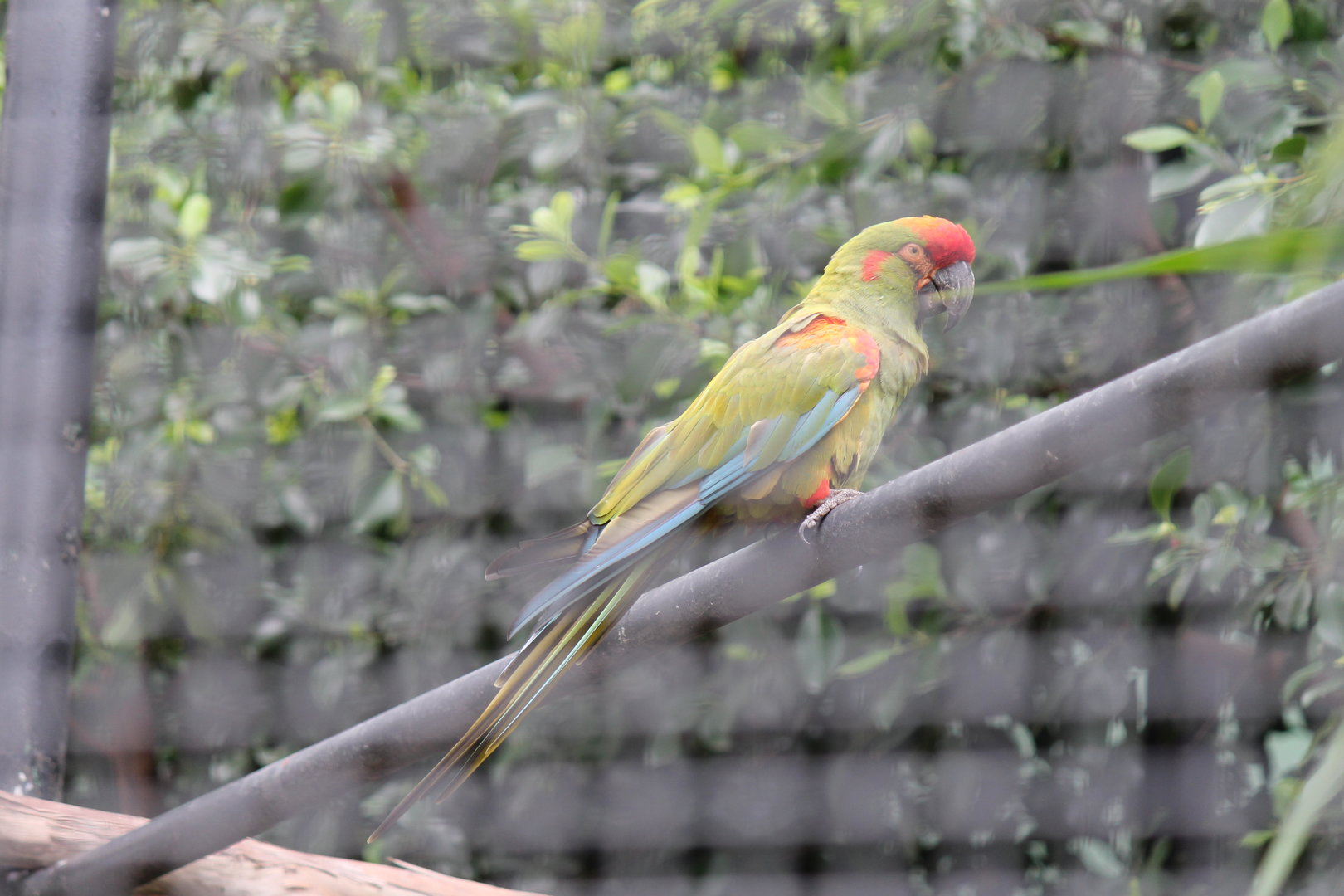 Red-fronted Macaw