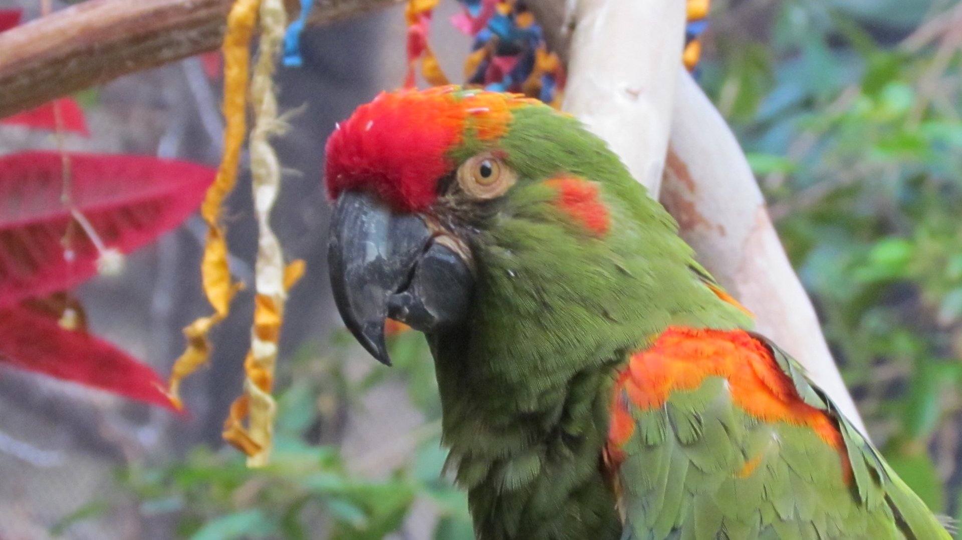 Red-fronted Macaw