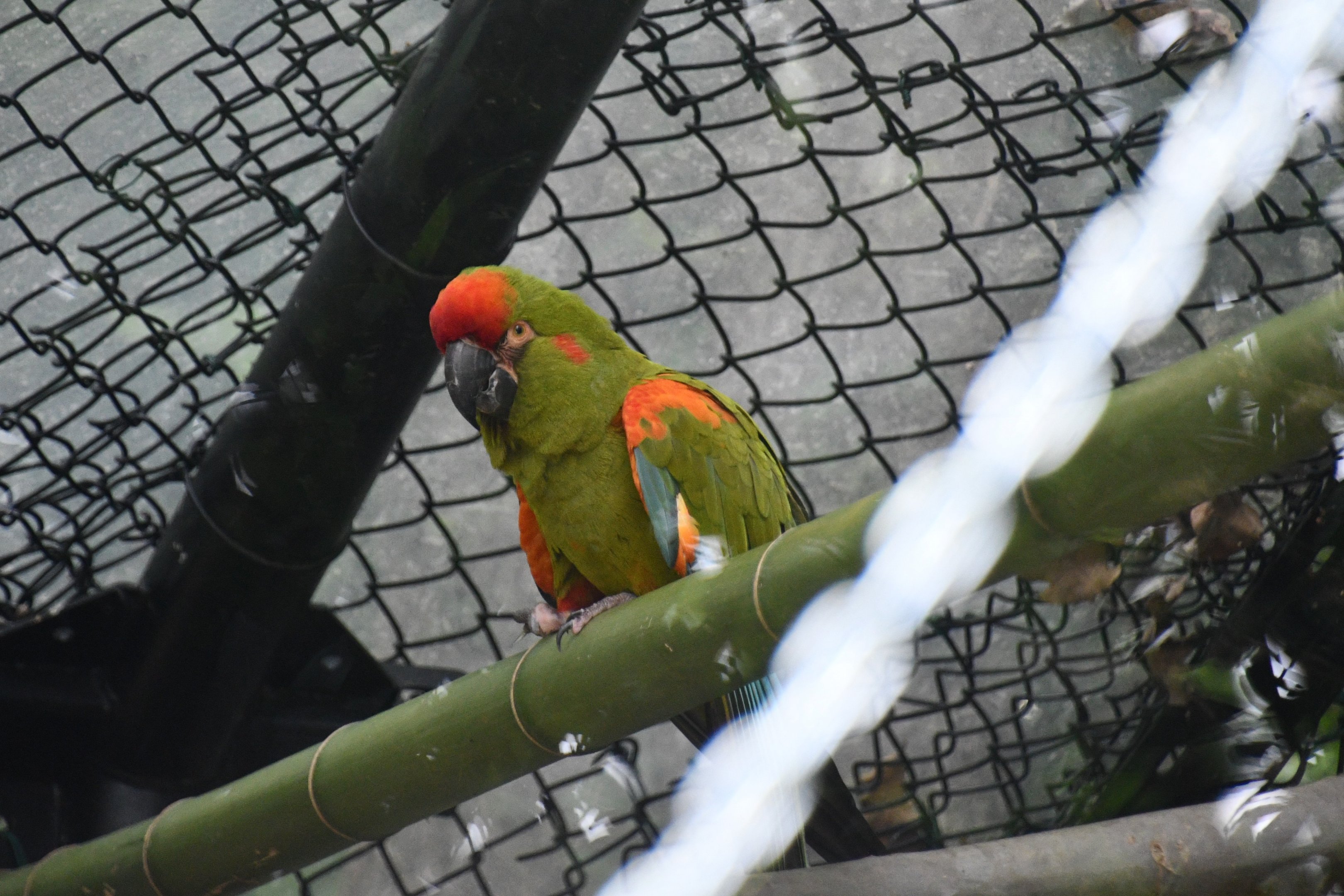 Red-fronted Macaw