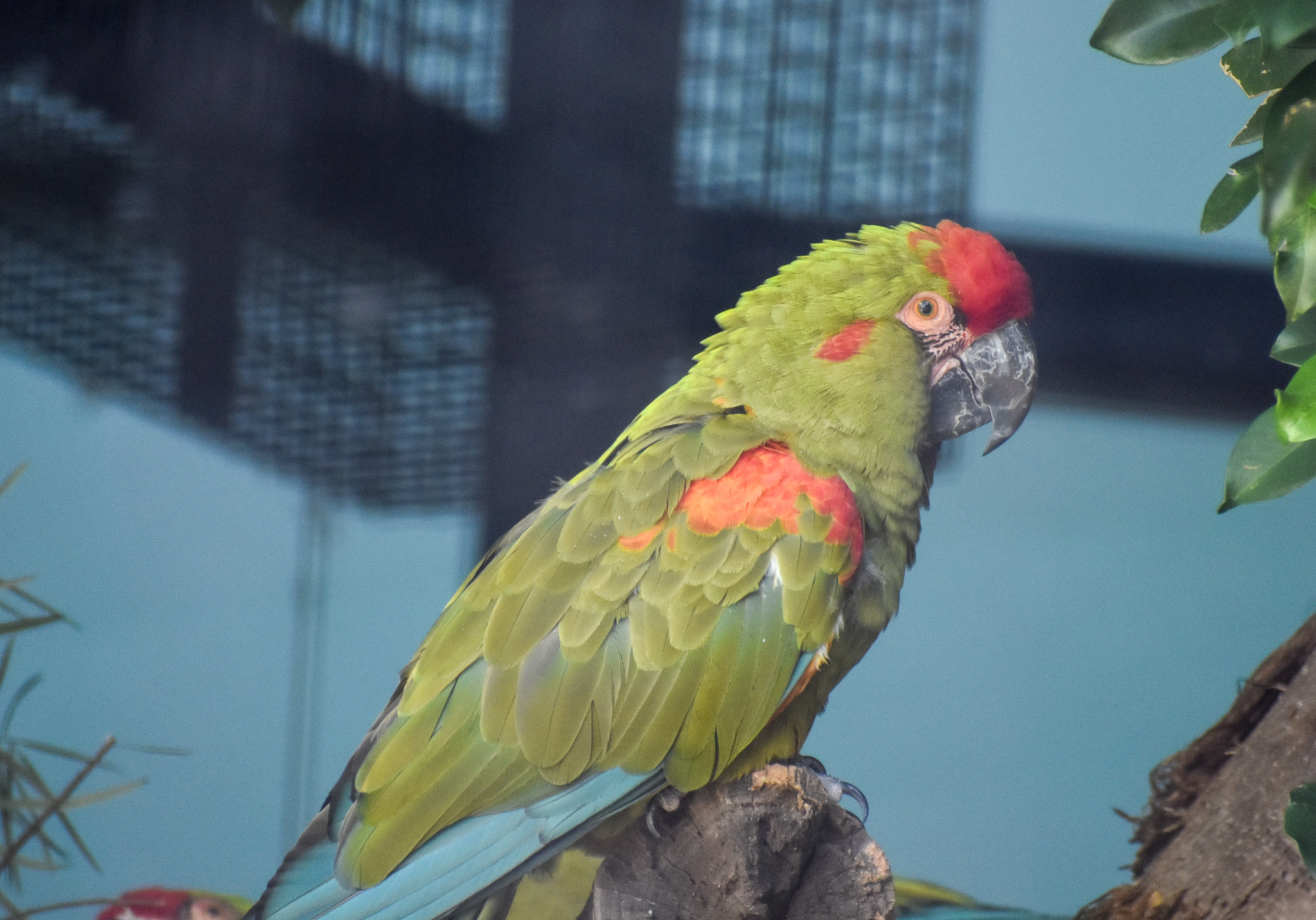 Red-fronted Macaw