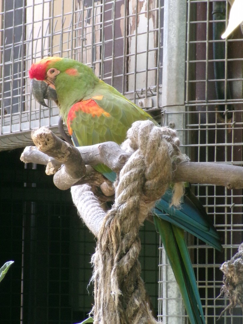Red-fronted macaw