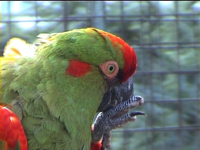 Red fronted macaw