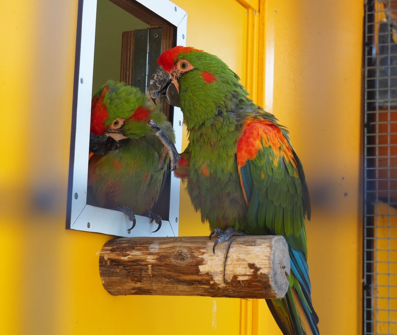Red-fronted macaws (Ara rubrogenys), Sep 2nd, 2018