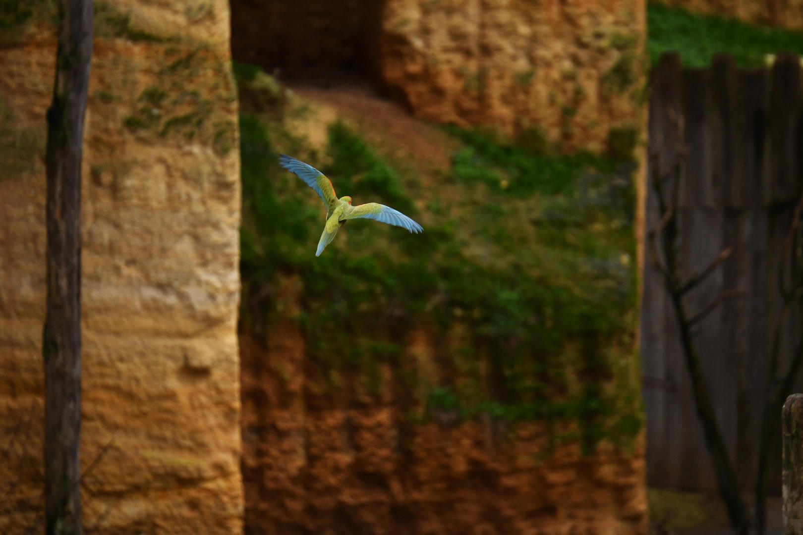 Red-fronted macaws (Ara rubrogenys)