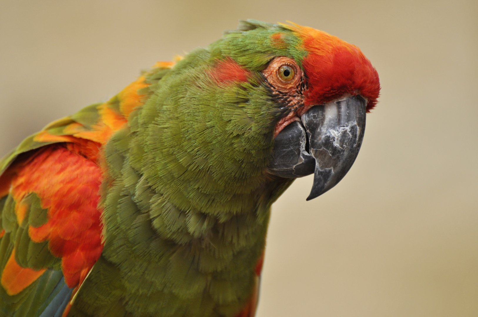 Red-fronted macaws (Ara rubrogenys)