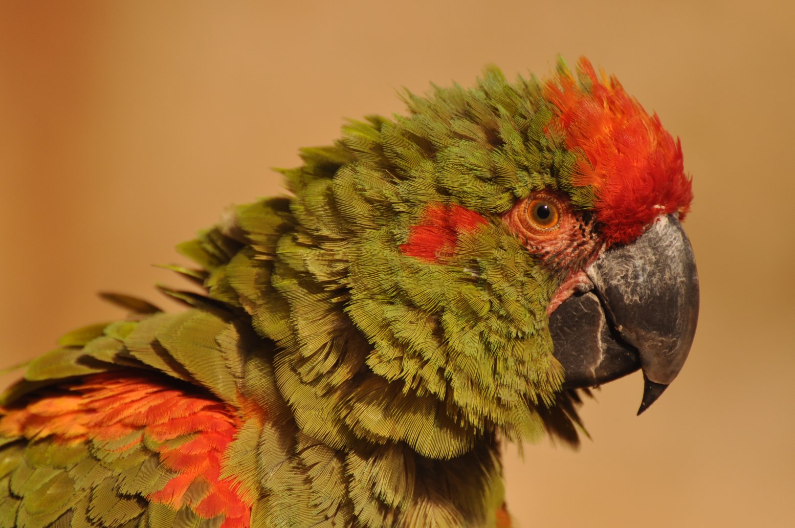 Red-fronted macaws (Ara rubrogenys)