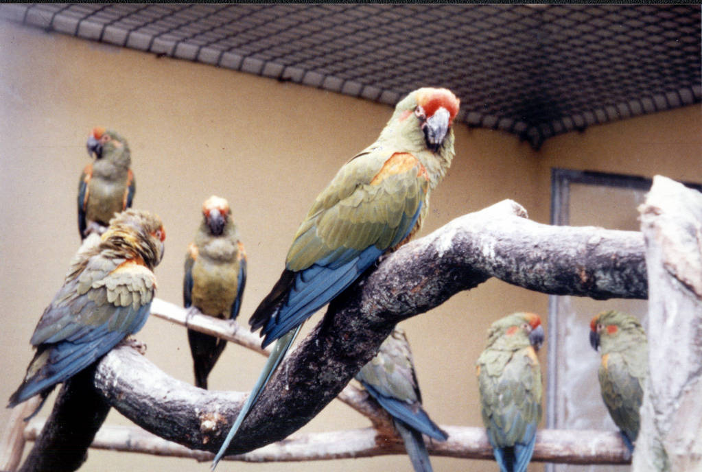 Red-fronted Macaws at Chester Zoo