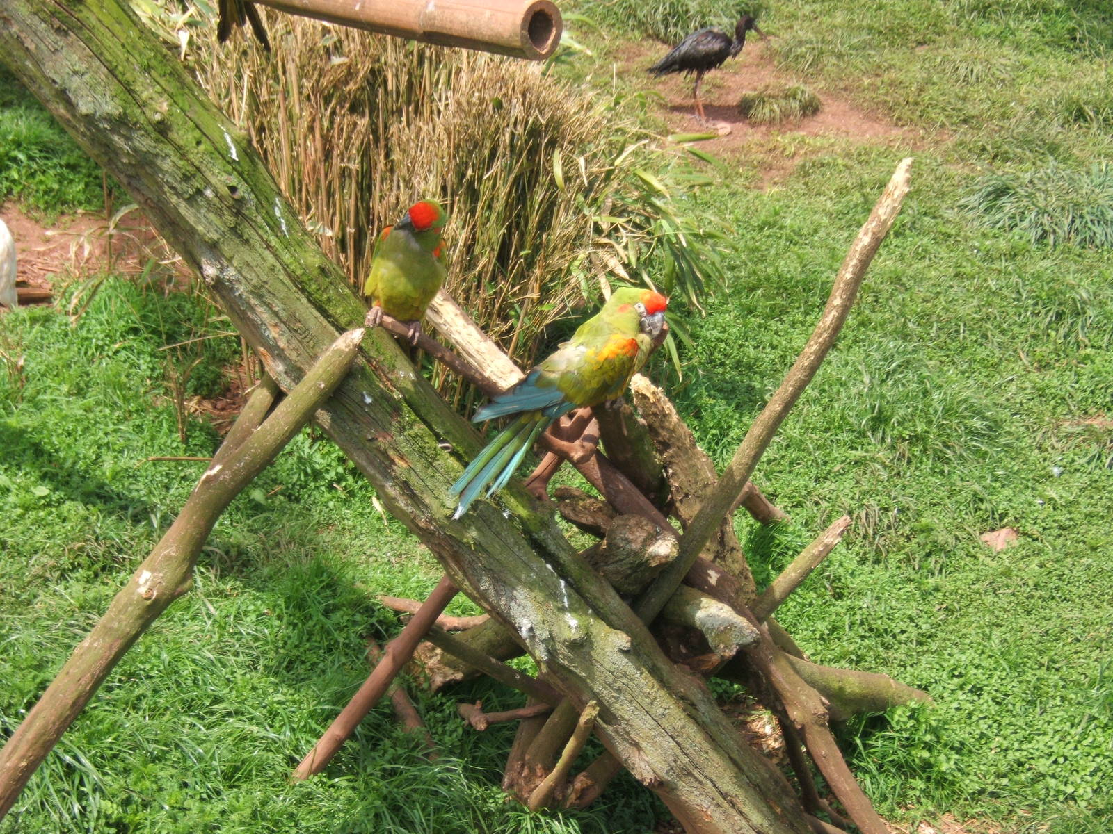 Red-fronted Macaws