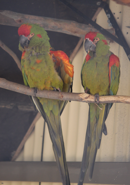 Red-fronted Macaws