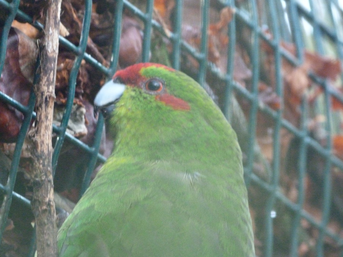 Red-fronted parakeet -Zoo de Santillana del Mar (2024)