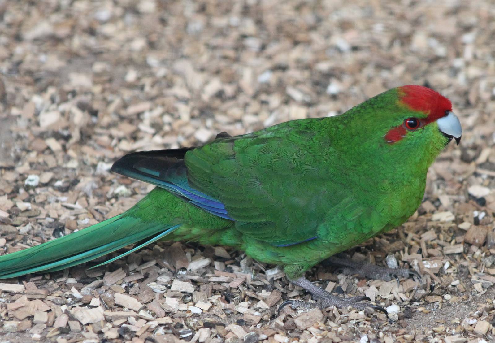 Red-fronted parakeet