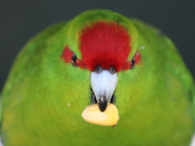 Red-fronted Parakeet