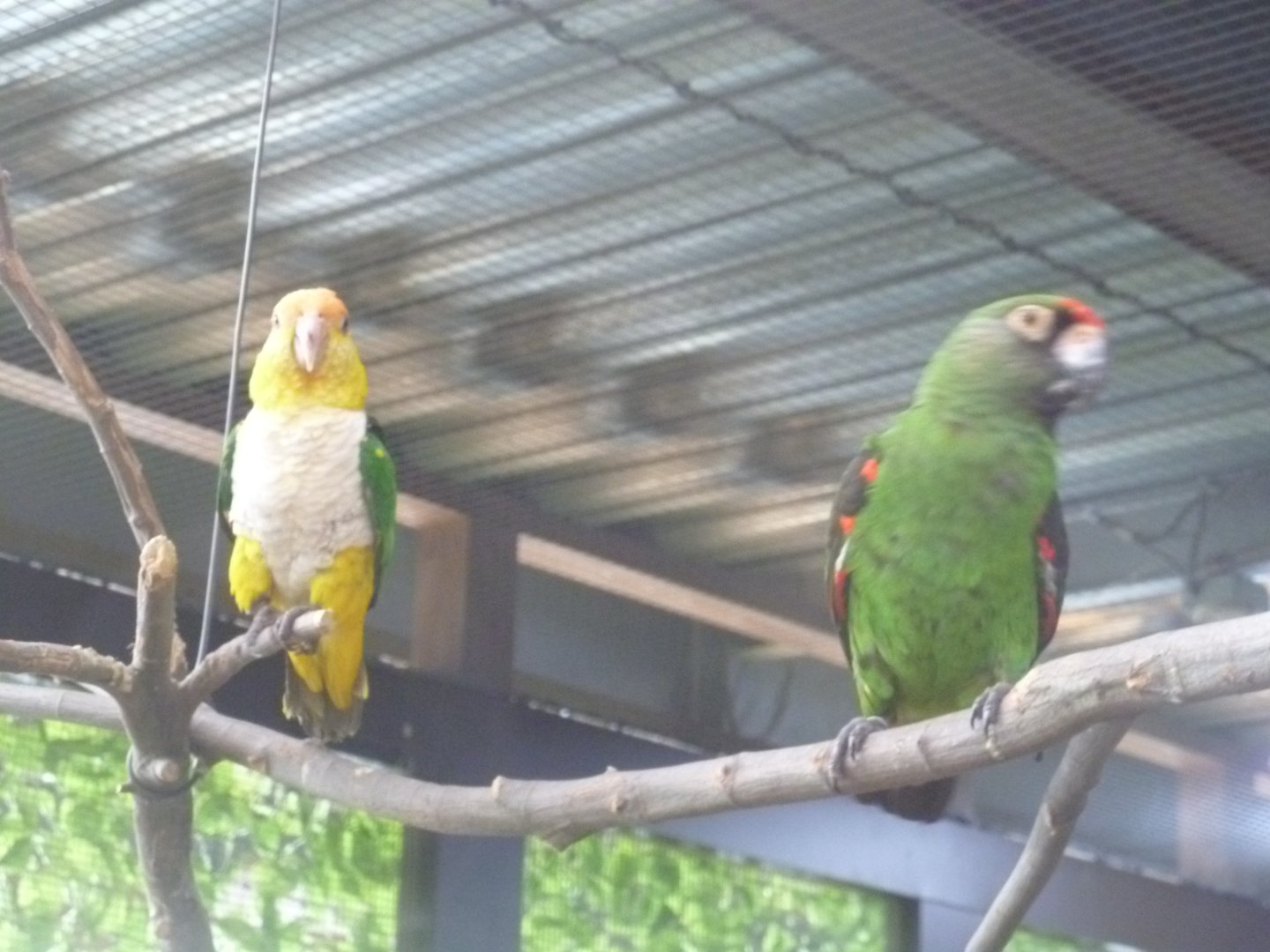 red fronted parrot and green thigh parrot  July 2016