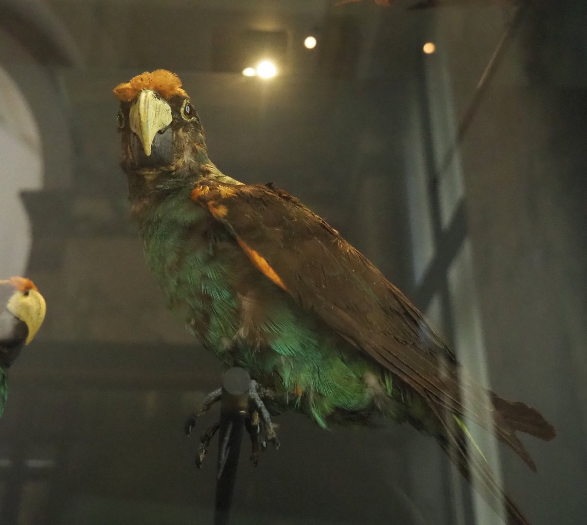 Red-fronted parrot or Jardine's parrot (Poicephalus gulielmi) specimen, 2021-10-20
