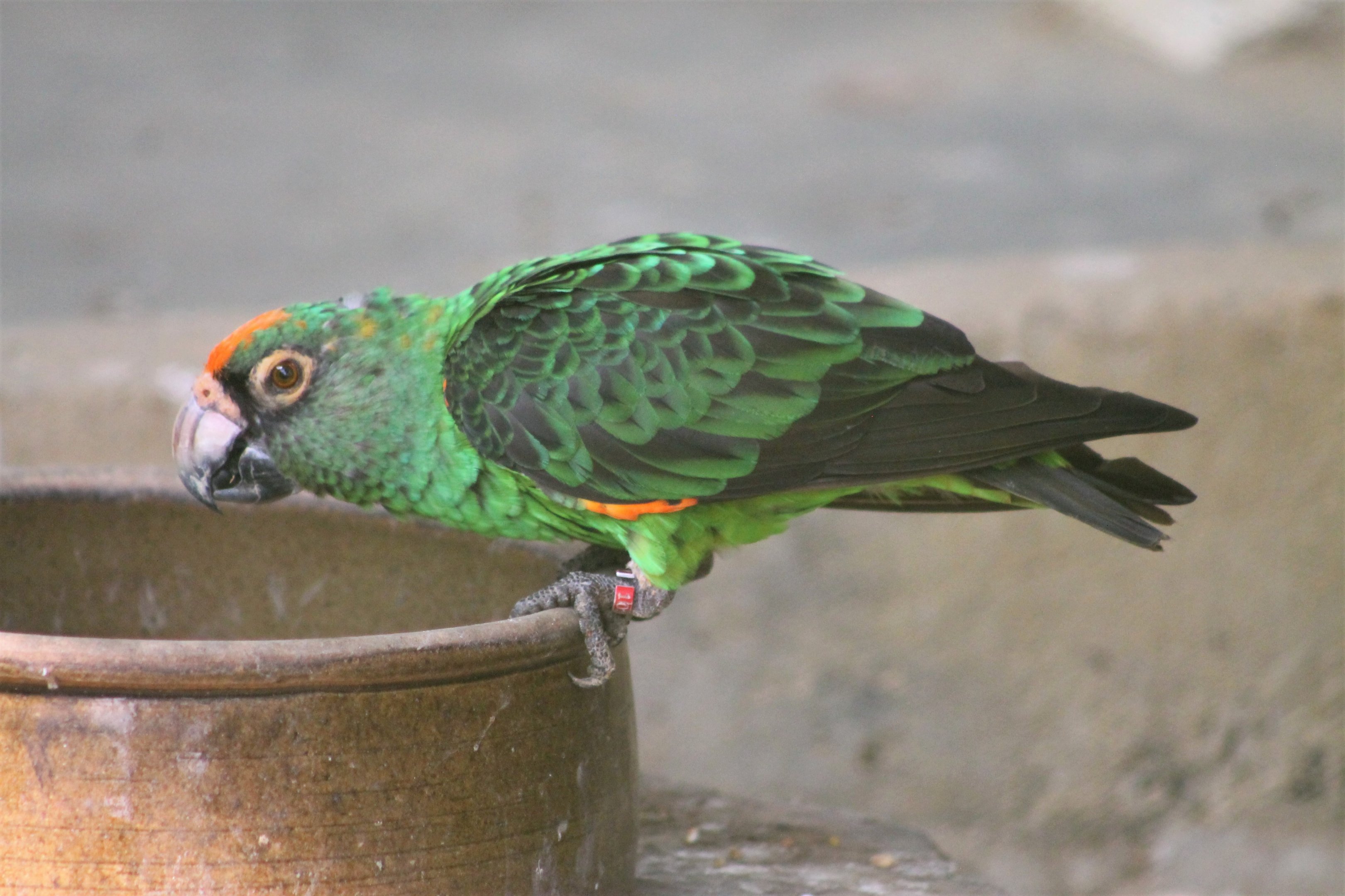 Red-fronted Parrot (Poicephalus gulielmi)