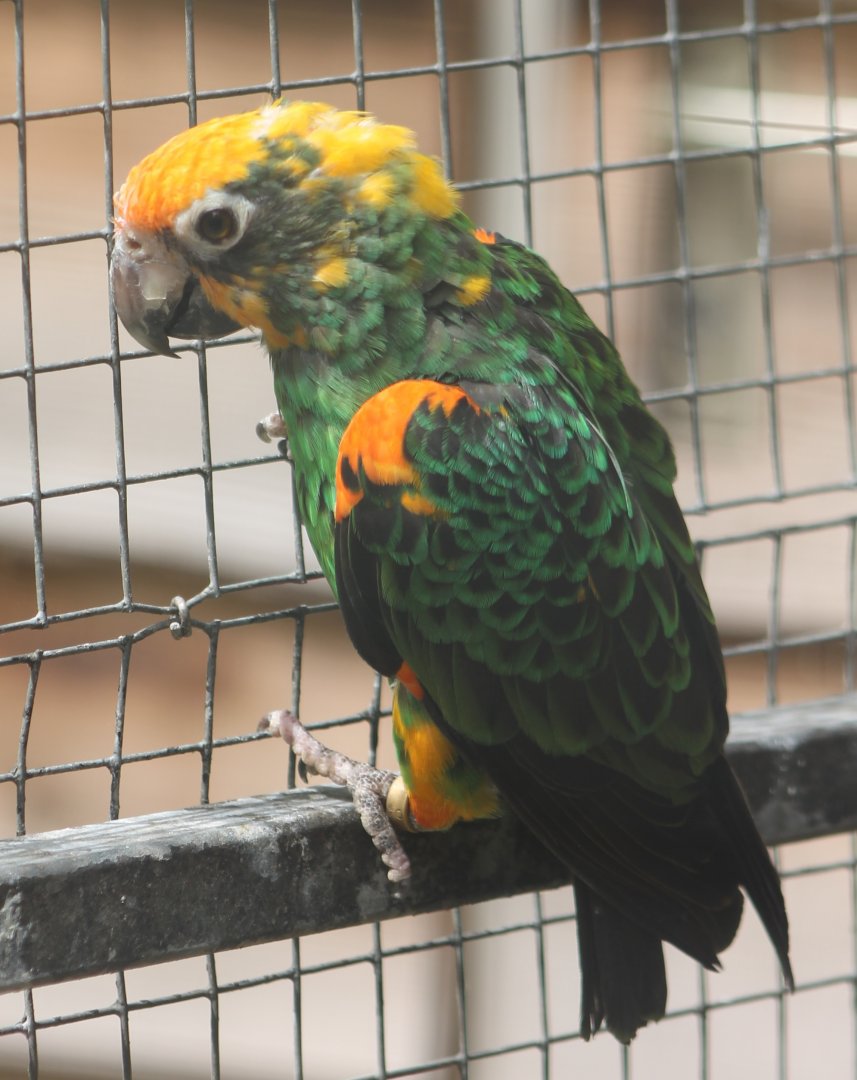 Red-fronted parrot