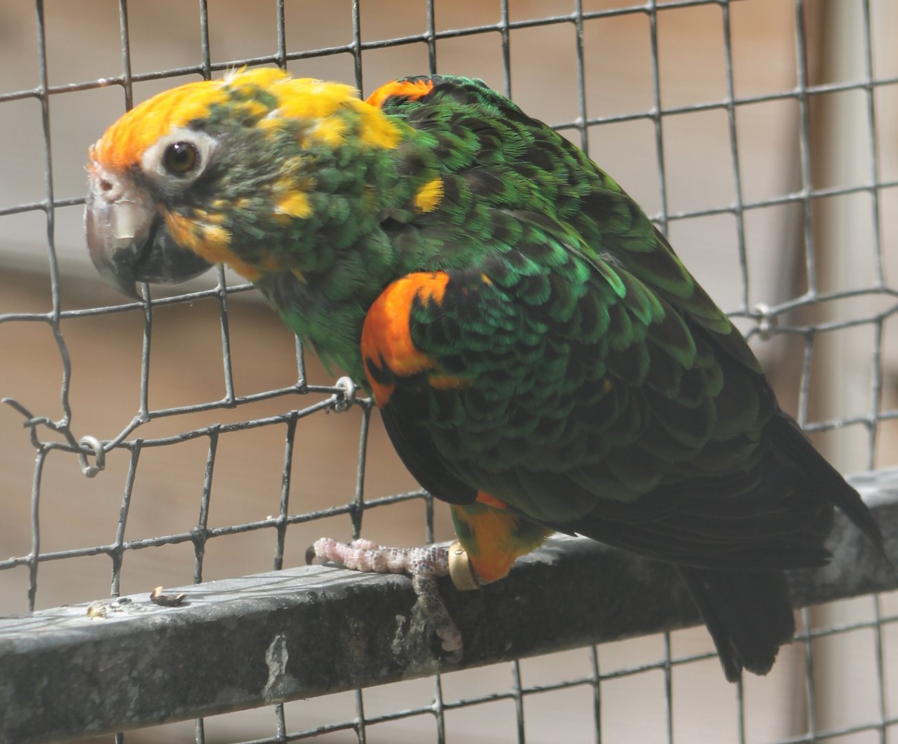 Red-fronted parrot
