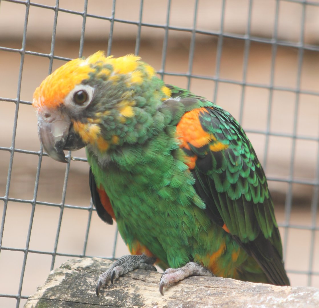 Red-fronted parrot