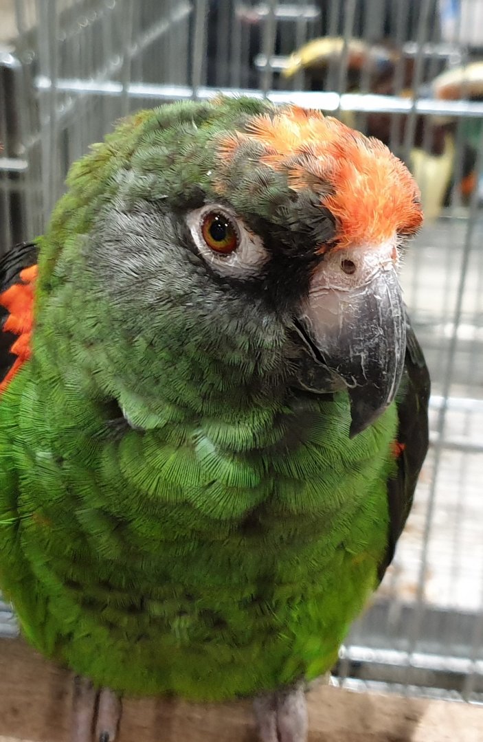 Red-fronted parrot